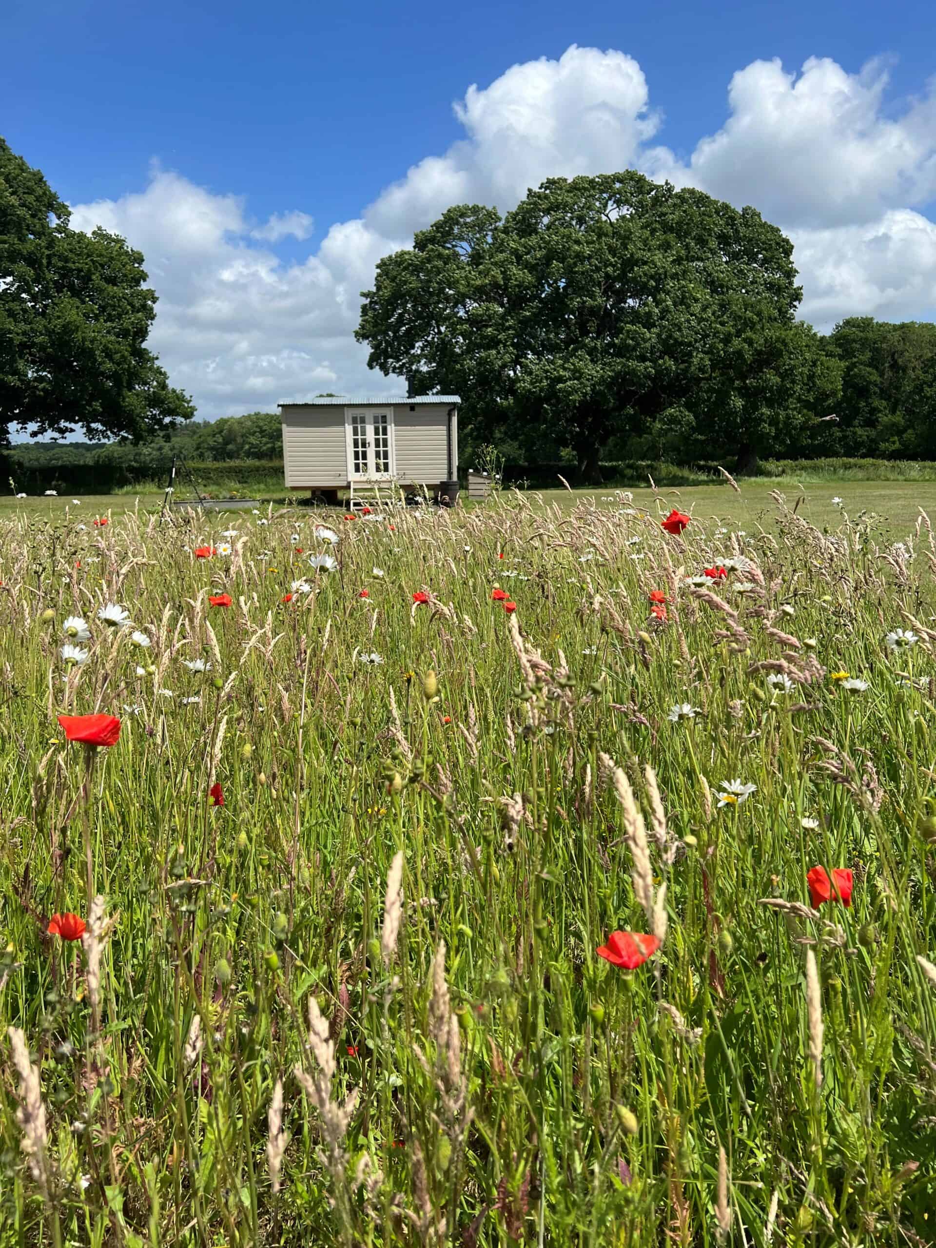 Wildflowers at Sussex Meadow. Credit Sophie Green.