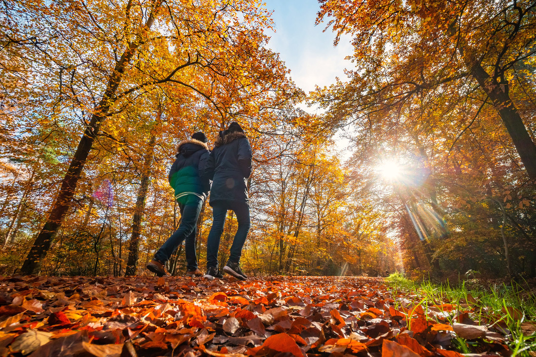 Two people walk through an Autumnal forest admiring the scenery.