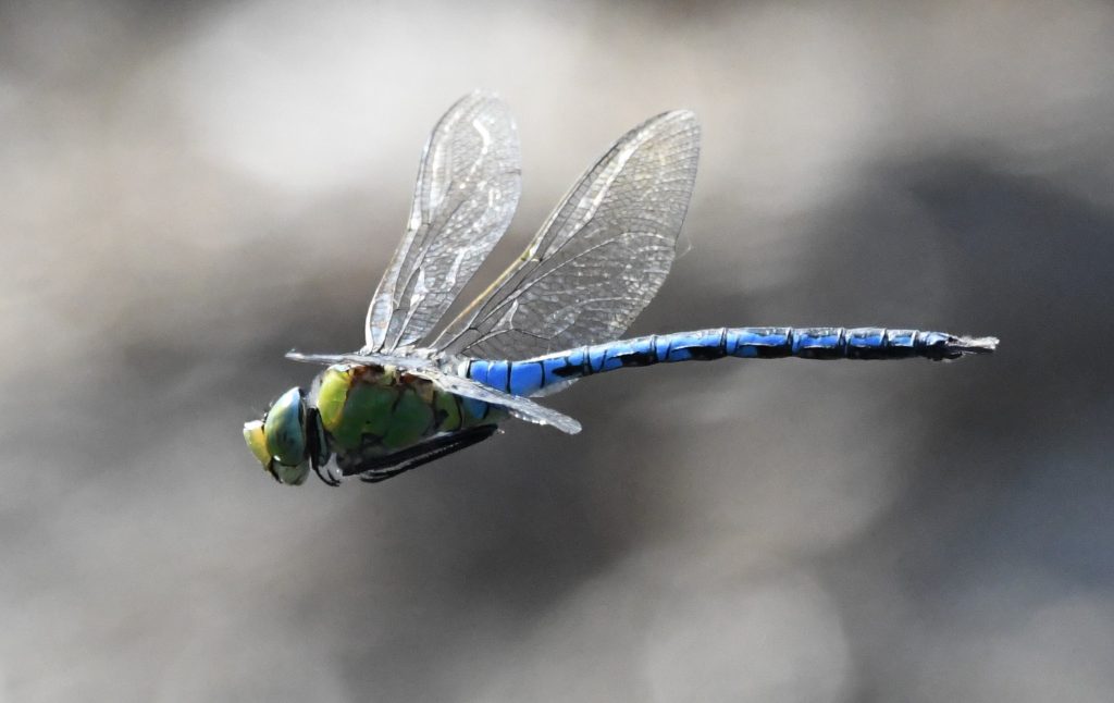 Emperor dragonfly in flight