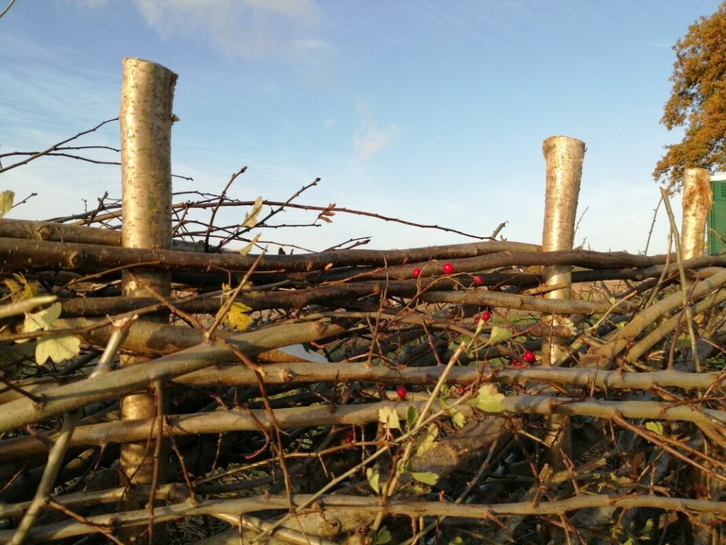 Image of a newly laid and restored hedge in Selborne - South Downs