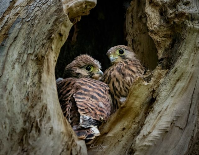 Juvenile kestrels looking out into the world