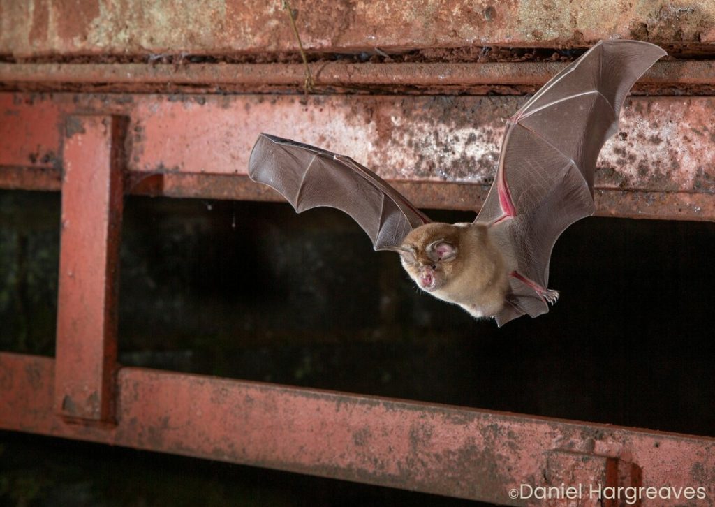 Greater horseshoe bat - Daniel Hargreaves