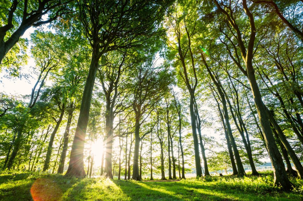 image showing mature trees with sunlight filtering through at St Catherine's Hill near Winchester in the South Downs National Park