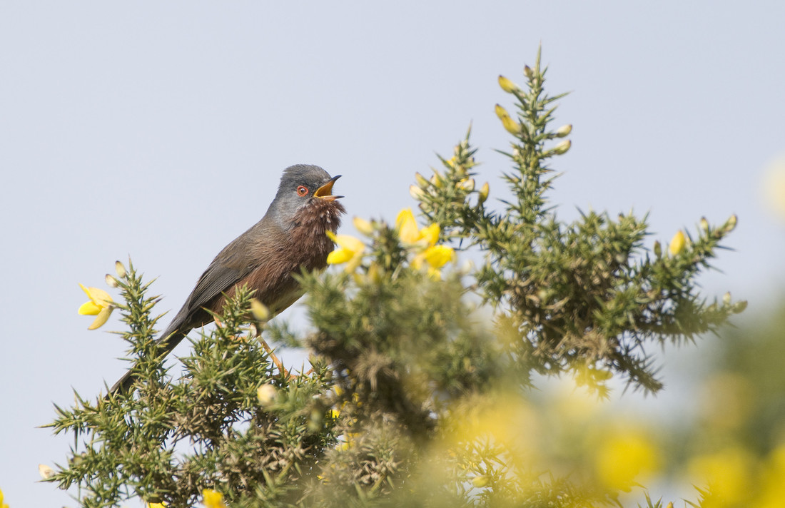 image of a Dartford warbler by Bruce Middleton