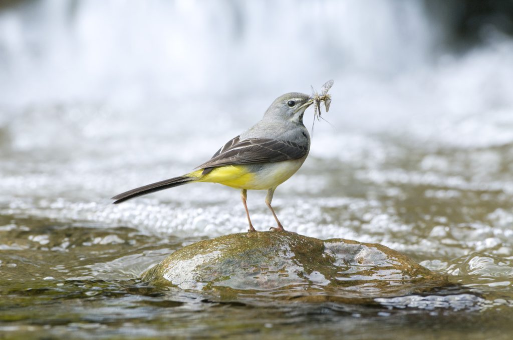 Grey wagtail by water