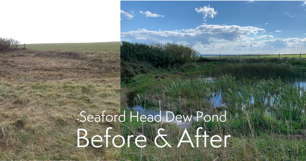 Before and after image of Seaford Head dew pond following restoration