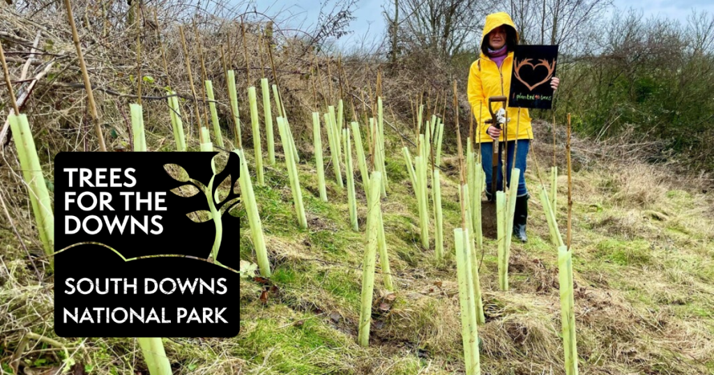 Some of the 1500 trees planted at Wild Heart Hill over the winter of 2021-22 - in South Downs National Park