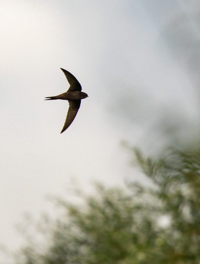 A swift flying through trees