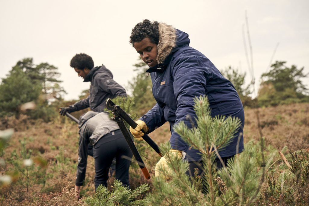 image shows two volunteers and a ranger completing conservation tasks of clearing pine on heathland