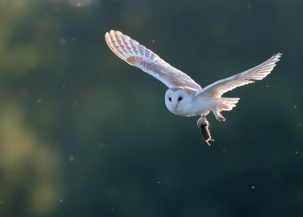 A barn owl flying with a small rodent in its talons