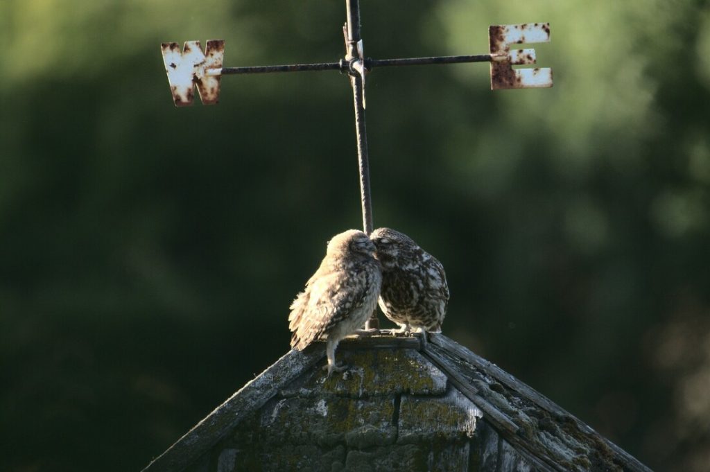 A Little Owl Chick preening with Dad