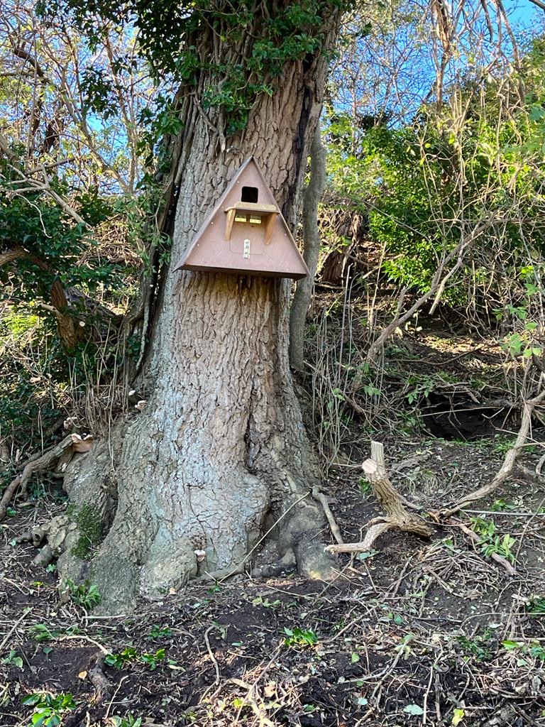 triangular barn owl box installed on tree trunk