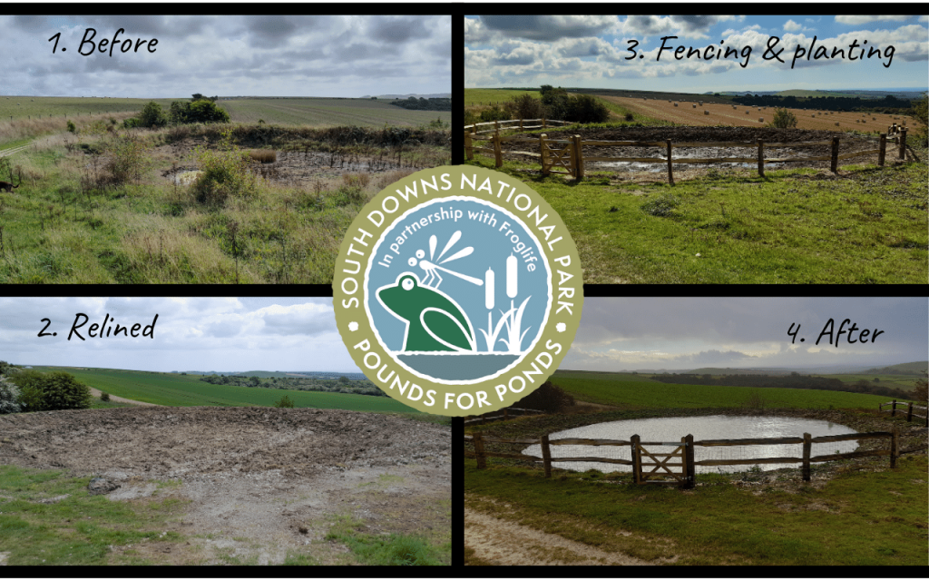 Four images showing the progress in the restoration of Chantry Hill dew pond on the South Downs Way. 1. Before, 2. Relined, 3. Fencing and planting, 4. After.