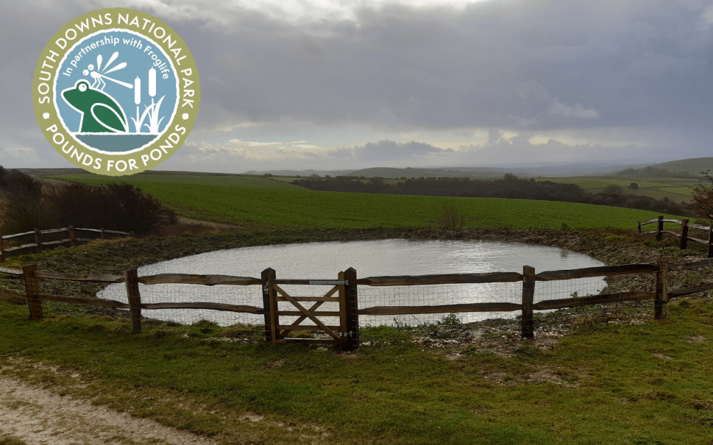 Image of a re-established dew pond at Chantry hill on the South Downs Way.
