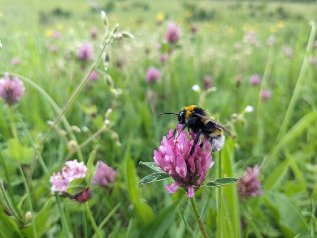 image of a bee on red clover in a meadow