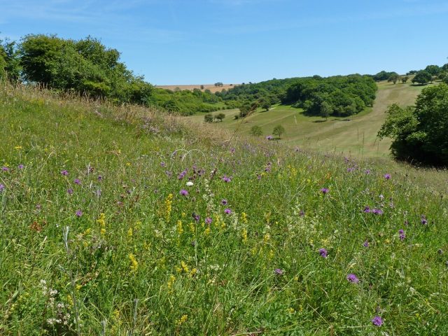 image of wildflowers growing in the rough area of Pyecombe golf course in the South Downs