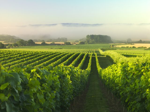 Lines of lush green vines in a South Downs vineyard