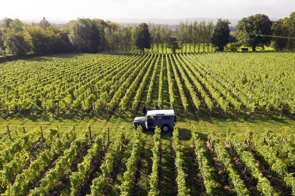 Lines of vines at a vineyard in the South Downs with a landrover in the middle of the image.