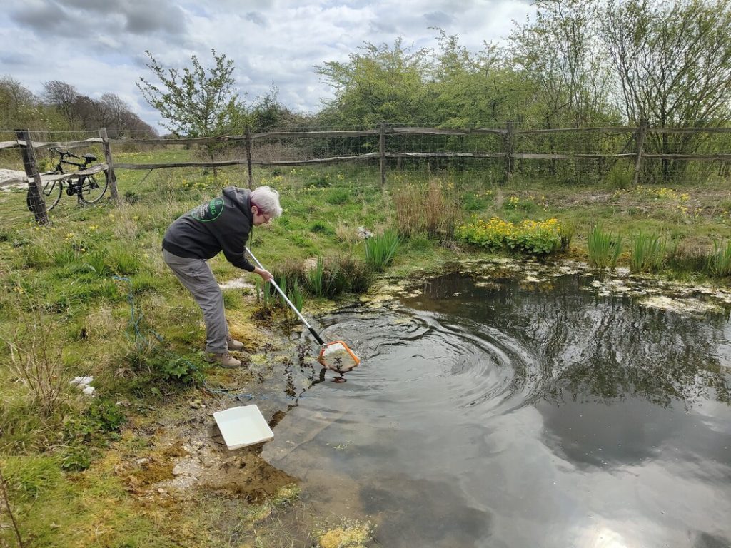 a lady leans over a dew pond with a net to dip for wildlife