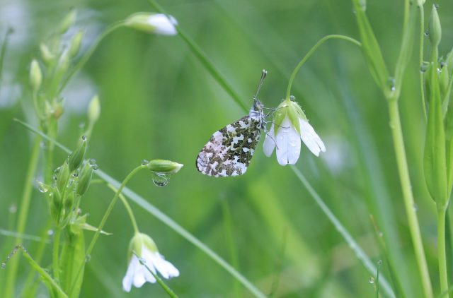 orange tip butterfly underwing seen at rest on a flower in grass
