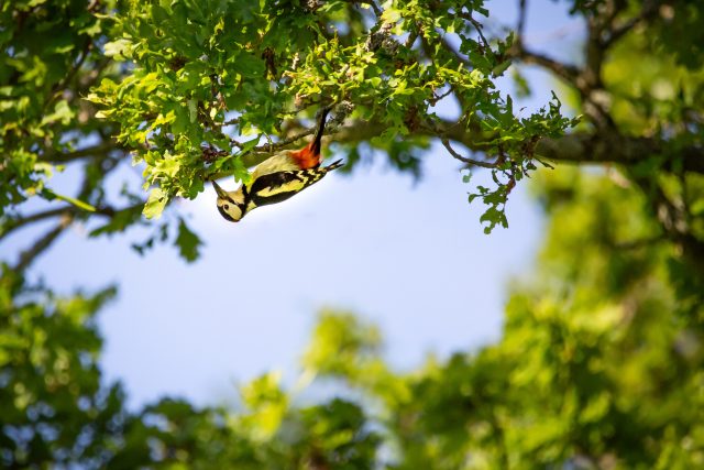 greater spotted woodpecker in profile underneath a branch of an oak in leaf
