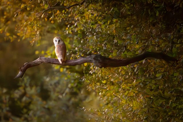 Bran owl looking over its shoulder while sitting on a branch in a tree