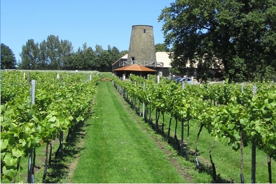 An image of Nutbourne vinyard with lines of vines and an old windmill (with no sails)