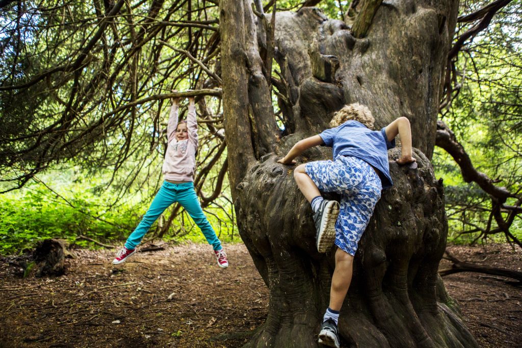 two children climbing and playing on one of the old yew trees at Kingley Vale NNR
