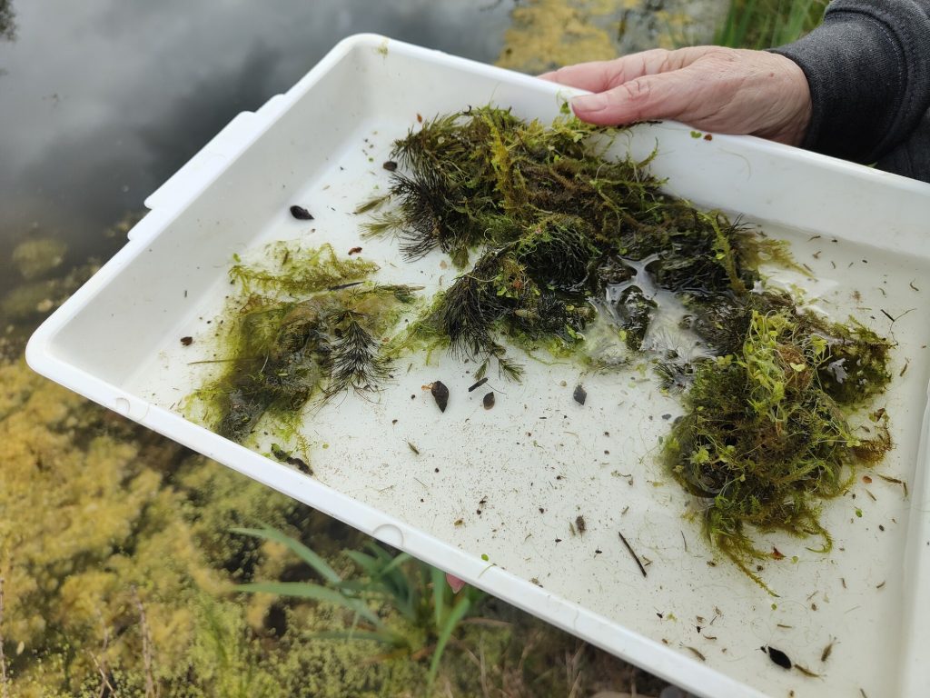 Image showing results of a pond dipping session with weed and invertebrate larvae temporarily displayed in a white tray