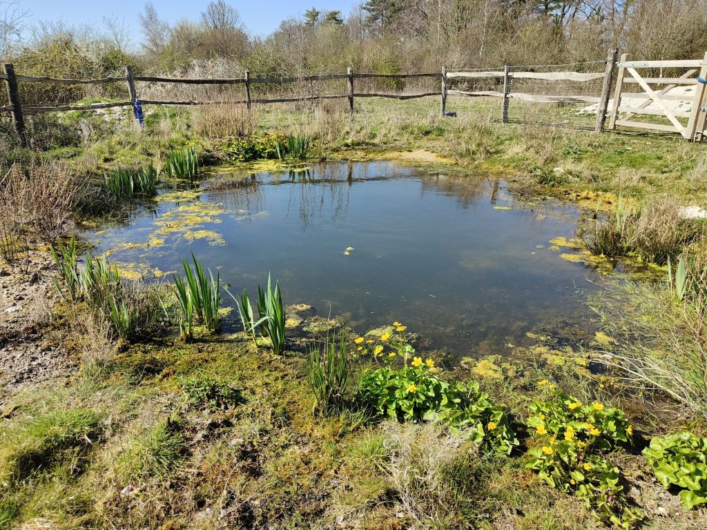image of a dew pond at magdalen hill down reserve near Winchester. There are yellow flowers and vegetation growing at the pond edges and a fence in the background.