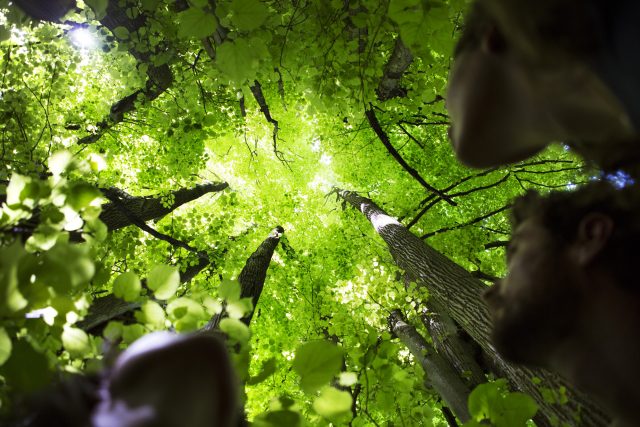 an image showing people looking up into the tree canopy above them.