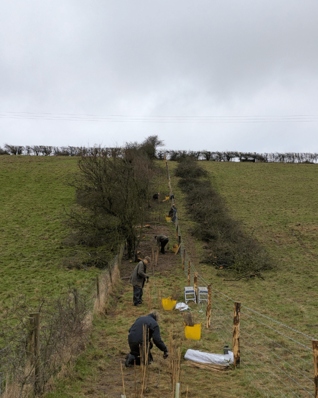 volunteers planting saplings