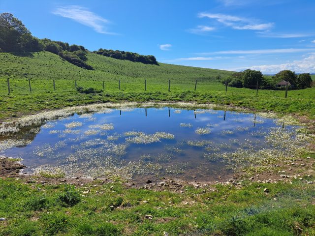 image shows a dew pond with green grass surrounding it and a blue sky