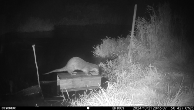 image shows an otter on a mink raft in trail camera footage in black and white